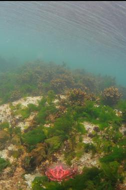 red rock crab in bay