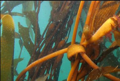 cropped close-up of gunnel in giant kelp