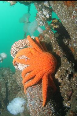 sunflower star under mast