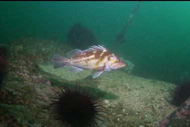 copper rockfish