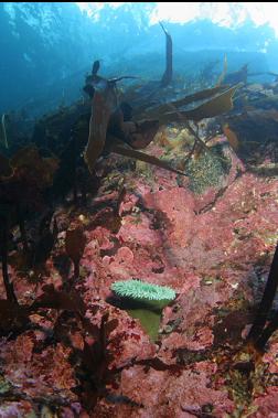 green anemone near surface under boat