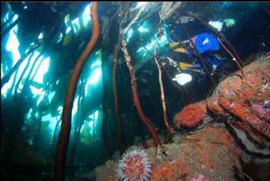 behind fish-eating anemones