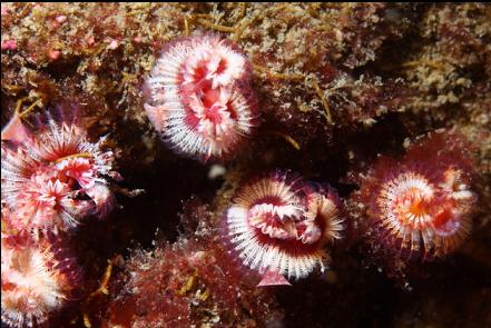 tube worms