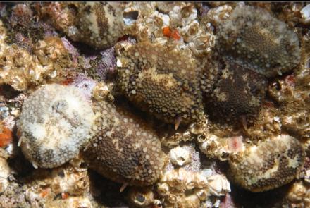 nudibranchs eating barnacles 20 feet deep