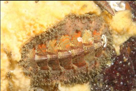 chiton on sponge