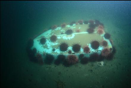 urchin-covered boat