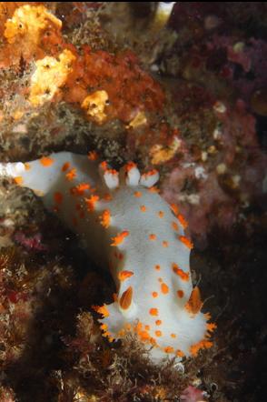 clown nudibranch