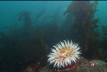 fish-eating anemone