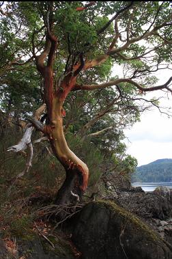 arbutus tree