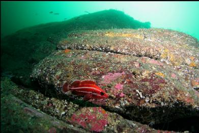 yelloweye rockfish