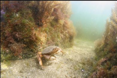 dungenness crab near beach