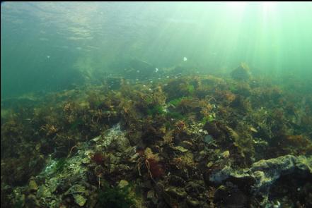 in the shallows near the boat