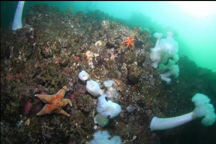 plumose anemones and cemented tube worms