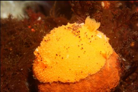 nudibranch on a sponge