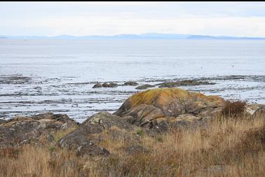 exposed rocks and kelp off tip of island