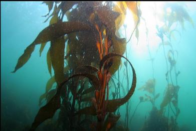 back at giant kelp