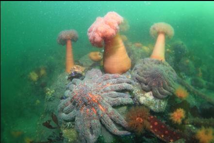 sunflower stars and plumose anemones