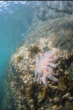 sunflower star near surface