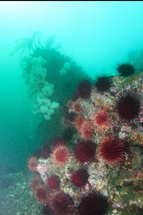 urchins 45 feet deep