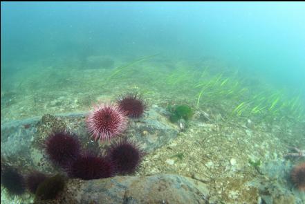 urchins and eelgrass on the shallow ledge near shore