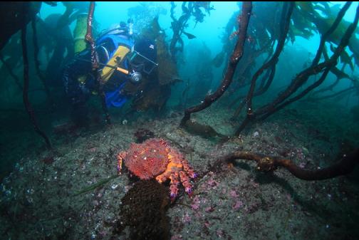 another Puget Sound king crab