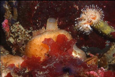 tube worm and tunicate