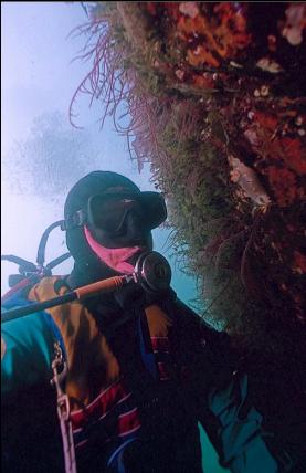 LOOKING AT NUDIBRANCH ON SMALL WALL