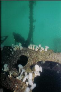 DIVER ON WRECK