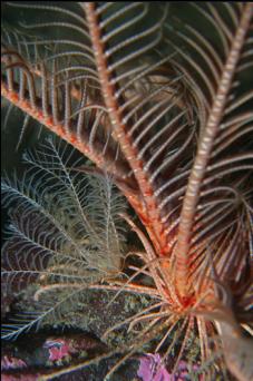 BIG AND LITTLE FEATHER STAR