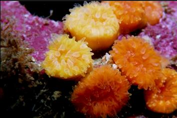 CUP CORALS