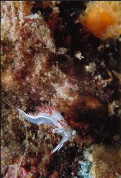 NUDIBRANCH AND CUP CORAL