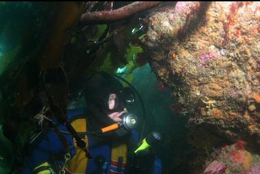 looking at rock under kelp