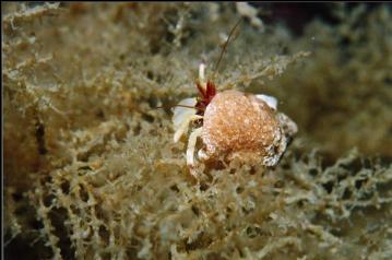 HERMIT CRAB ON HYDROID