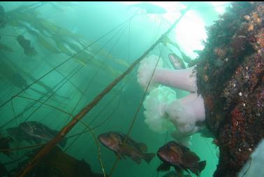 rockfish and anemones