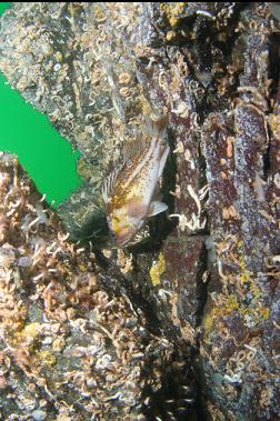 copper rockfish on wall