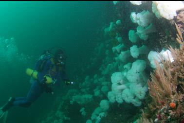 plumose anemones