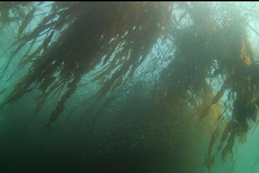 herring in kelp