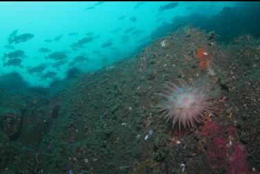 crimson anemone on wall