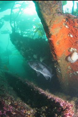 black rockfish and wreckage