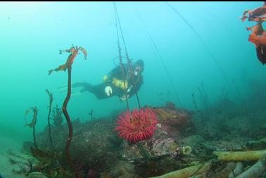 fish-eating anemone