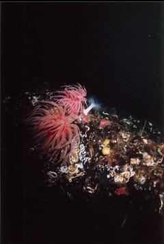 CRIMSON ANEMONES ON WALL