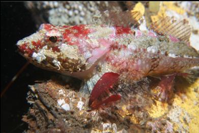 sculpin on wreck