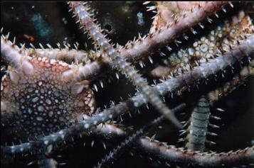 BRITTLE STARS