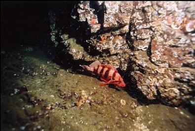 TIGER ROCKFISH