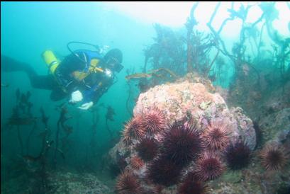 urchins on shallow reefs