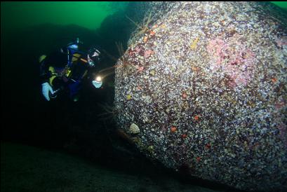 feather stars at base of wall