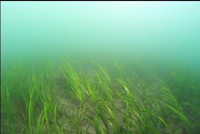 eel grass