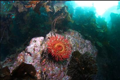 fish-eating anemone