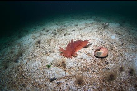nudibranch and tube-dwelling anemones on the sand