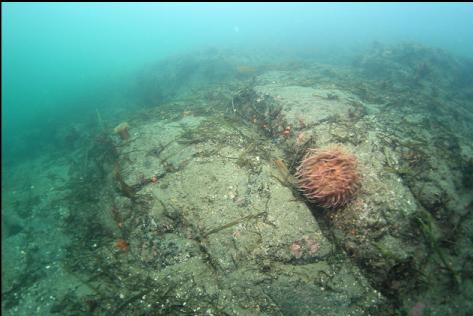 anemone on the rocky reef